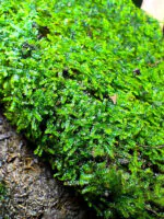 ⁦ويبنج موس | Weeping Moss⁩ - الصورة ⁦2⁩