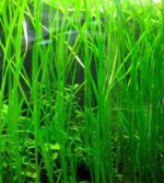⁦فالسناريا اميركانا | Vallisneria americana⁩ - الصورة ⁦5⁩