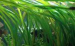 فالسناريا اميركانا | Vallisneria americana
