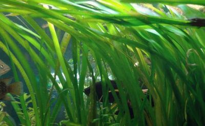 Vallisneria americana - فلسناريا