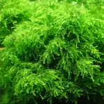 ويبنج موس | Weeping Moss