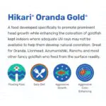 ⁦Hikari Oranda Gold⁩ - الصورة ⁦2⁩