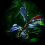 Bucephalandra ’brownie blue’ - بوسيفلاندرا براونى بلو