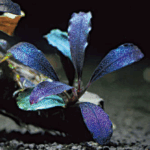 Bucephalandra ’brownie blue’ - بوسيفلاندرا براونى بلو - Image 5