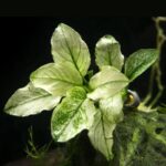Rare Anubias Nana Pinto White - أنوبياس نانا بينتو النادر باللون الأبيض