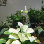 Rare Anubias Nana Pinto White - أنوبياس نانا بينتو النادر باللون الأبيض - Image 3