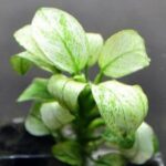 Rare Anubias Nana Pinto White - أنوبياس نانا بينتو النادر باللون الأبيض - Image 2