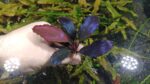 Bucephalandra ’brownie blue’ - بوسيفلاندرا براونى بلو - Image 7