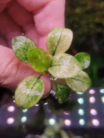 Rare Anubias Nana Pinto White - أنوبياس نانا بينتو النادر باللون الأبيض - Image 4