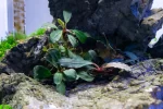 Bucephalandra ’brownie blue’ - بوسيفلاندرا براونى بلو - Image 10