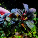 Bucephalandra ’brownie blue’ - بوسيفلاندرا براونى بلو - Image 2