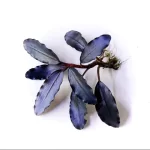 Bucephalandra ’brownie blue’ - بوسيفلاندرا براونى بلو - Image 4