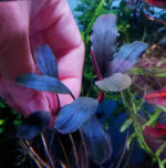 Bucephalandra ’brownie blue’ - بوسيفلاندرا براونى بلو - Image 3