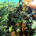 Red Velvet Bucephalandra