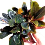 بوسيفالاندرا دارك سكيلتون كينج - Bucephalandra Dark Skeleton Kin