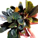 Bucephalandra Dark Skeleton King