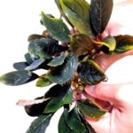 بوسيفالاندرا دارك سكيلتون كينج - Bucephalandra Dark Skeleton Kin - Image 2