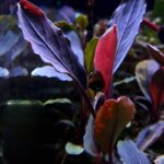 بوسيفالاندرا دارك سكيلتون كينج - Bucephalandra Dark Skeleton Kin - Image 3