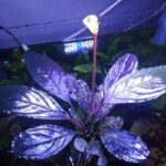 بوسيفالاندرا دارك سكيلتون كينج - Bucephalandra Dark Skeleton Kin - Image 4