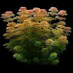 ⁦ليمنوفليا سيسيليفلورا | Limnophila Sessiliflora⁩ - الصورة ⁦2⁩