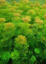 ⁦ليمنوفليا سيسيليفلورا | Limnophila Sessiliflora⁩ - الصورة ⁦3⁩