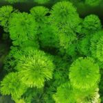 ⁦ليمنوفليا سيسيليفلورا | Limnophila Sessiliflora⁩ - الصورة ⁦4⁩
