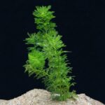 ⁦ليمنوفليا سيسيليفلورا | Limnophila Sessiliflora⁩ - الصورة ⁦6⁩