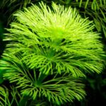 ⁦ليمنوفليا سيسيليفلورا | Limnophila Sessiliflora⁩ - الصورة ⁦5⁩