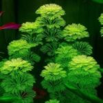ليمنوفليا سيسيليفلورا | Limnophila Sessiliflora