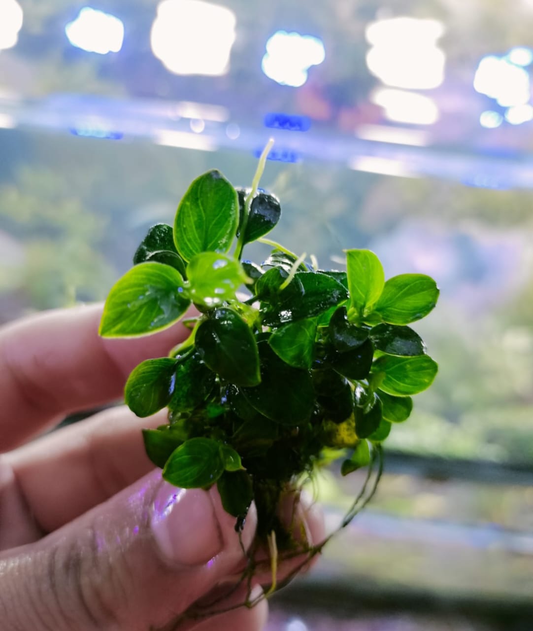 AnubiasBarteriMiniCoin Anubias Barteri Mini Coin - Image 1