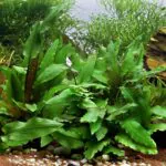 Cryptocoryne Green