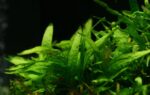 Microsorum Pteropus 'Short Narrow Leaf' - Image 2
