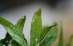 Microsorum Pteropus 'Short Narrow Leaf' - Image 3