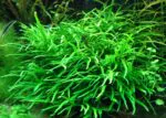 جافا فيرن ترايدنت | Microsorum Pteropus 'Trident'