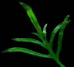 ⁦جافا فيرن ترايدنت | Microsorum Pteropus 'Trident'⁩ - الصورة ⁦2⁩