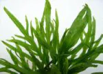 ⁦جافا فيرن ترايدنت | Microsorum Pteropus 'Trident'⁩ - الصورة ⁦3⁩