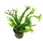 Microsorum Pteropus 'Windeløv'