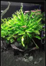 Microsorum Pteropus 'Windeløv' - Image 2