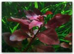 Ludwigia Rubin