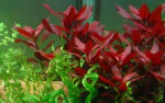 Ludwigia Rubin - Image 3