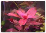 Ludwigia Rubin - Image 2