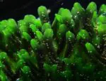 Monosolenium Tenerum