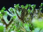 Monosolenium Tenerum - Image 3