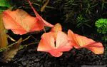 Nymphaea Pubescens