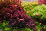Rotala Florida Sunset 'Ramosior' - Image 4