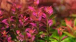 Rotala Florida Sunset 'Ramosior'