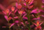 Rotala Florida Sunset 'Ramosior' - Image 2