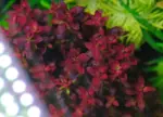 Rotala Florida Sunset 'Ramosior' - Image 3