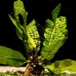 Aponogeton boivinianus