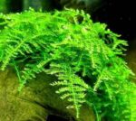 ⁦كريسماس موس | Christmas Moss⁩ - الصورة ⁦2⁩